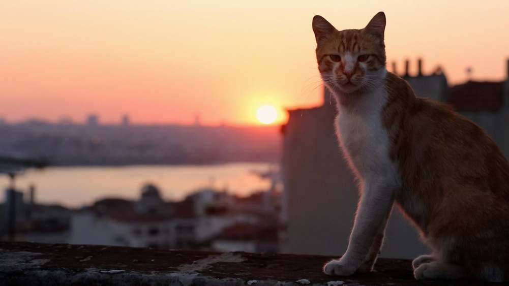 IMG_005.RAW
