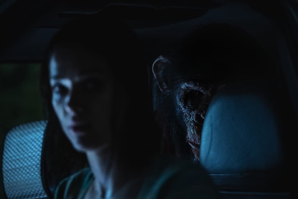 Primate