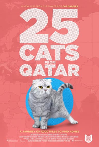 25 Cats From Qatar